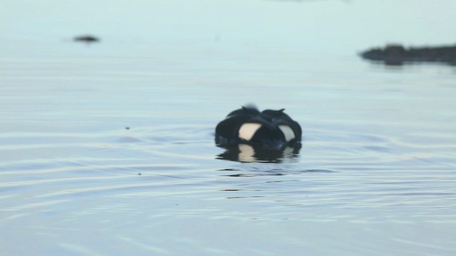 King Eider - ML486354