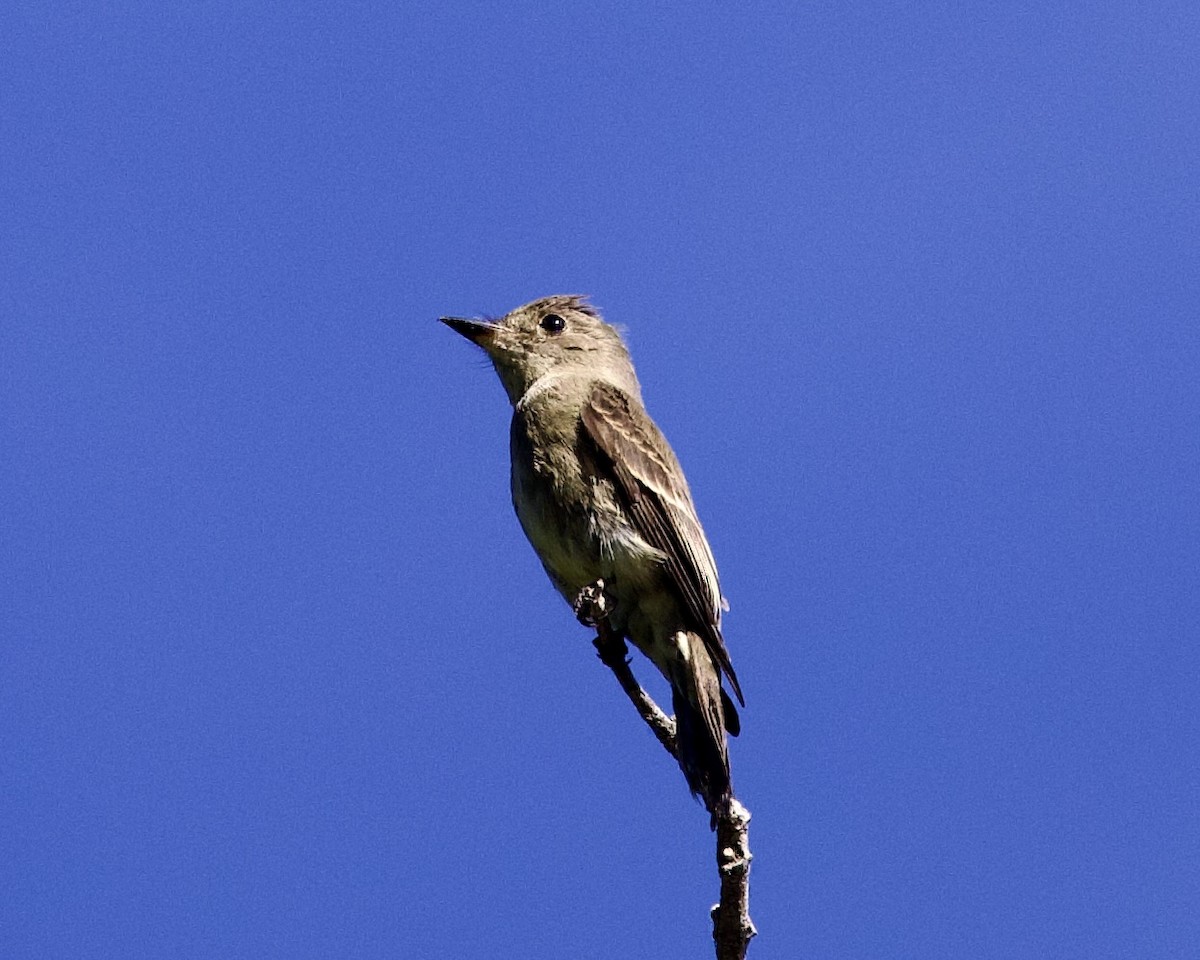 Western Wood-Pewee - Dave Bengston