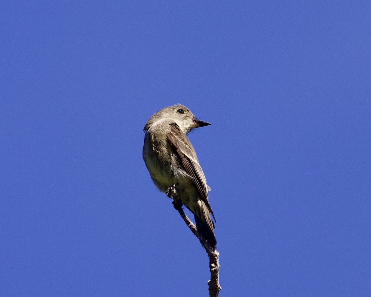 Western Wood-Pewee - Dave Bengston