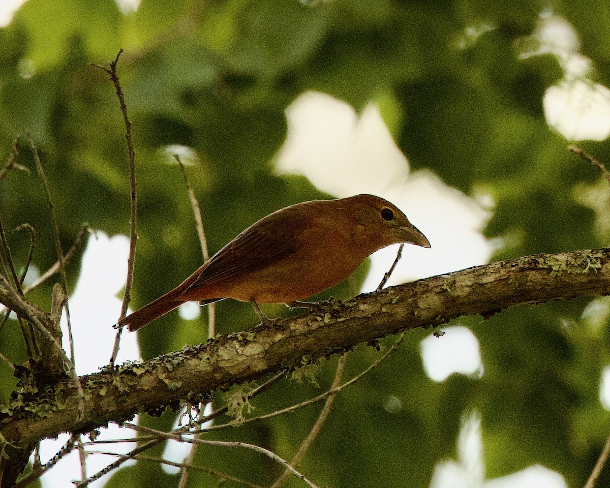 Summer Tanager - ML486354541