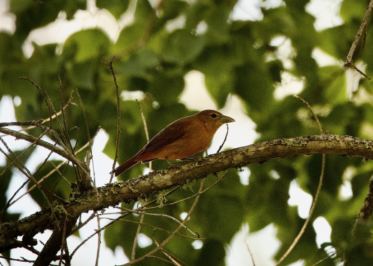 Summer Tanager - ML486354551