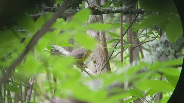 Canada Warbler - ML486354571