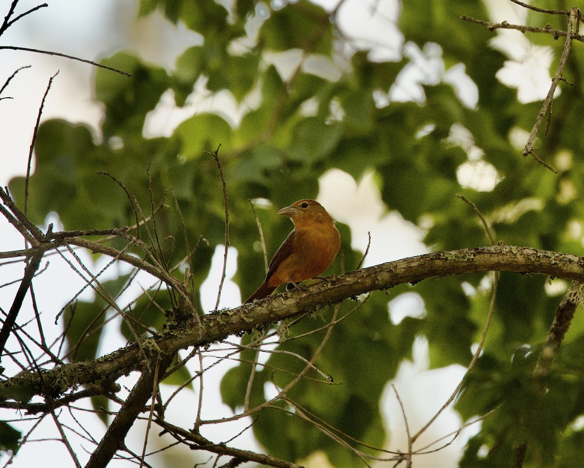 Summer Tanager - ML486354611