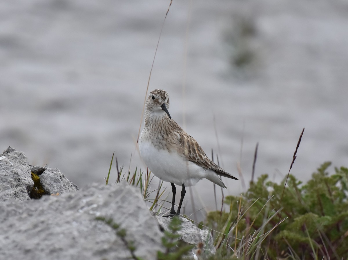 Baird's Sandpiper - ML486354831