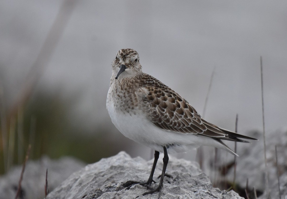 Baird's Sandpiper - ML486354841