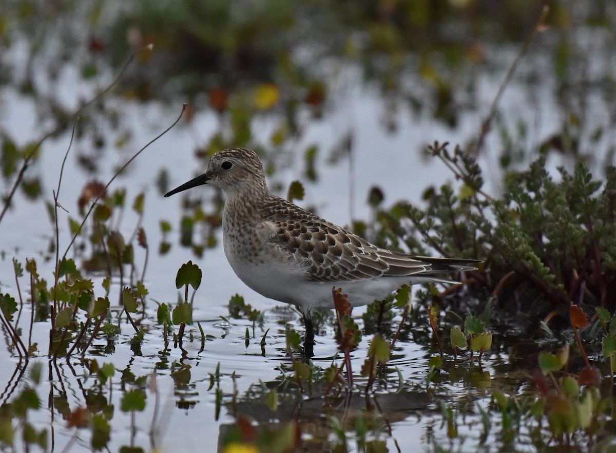 Baird's Sandpiper - ML486354871