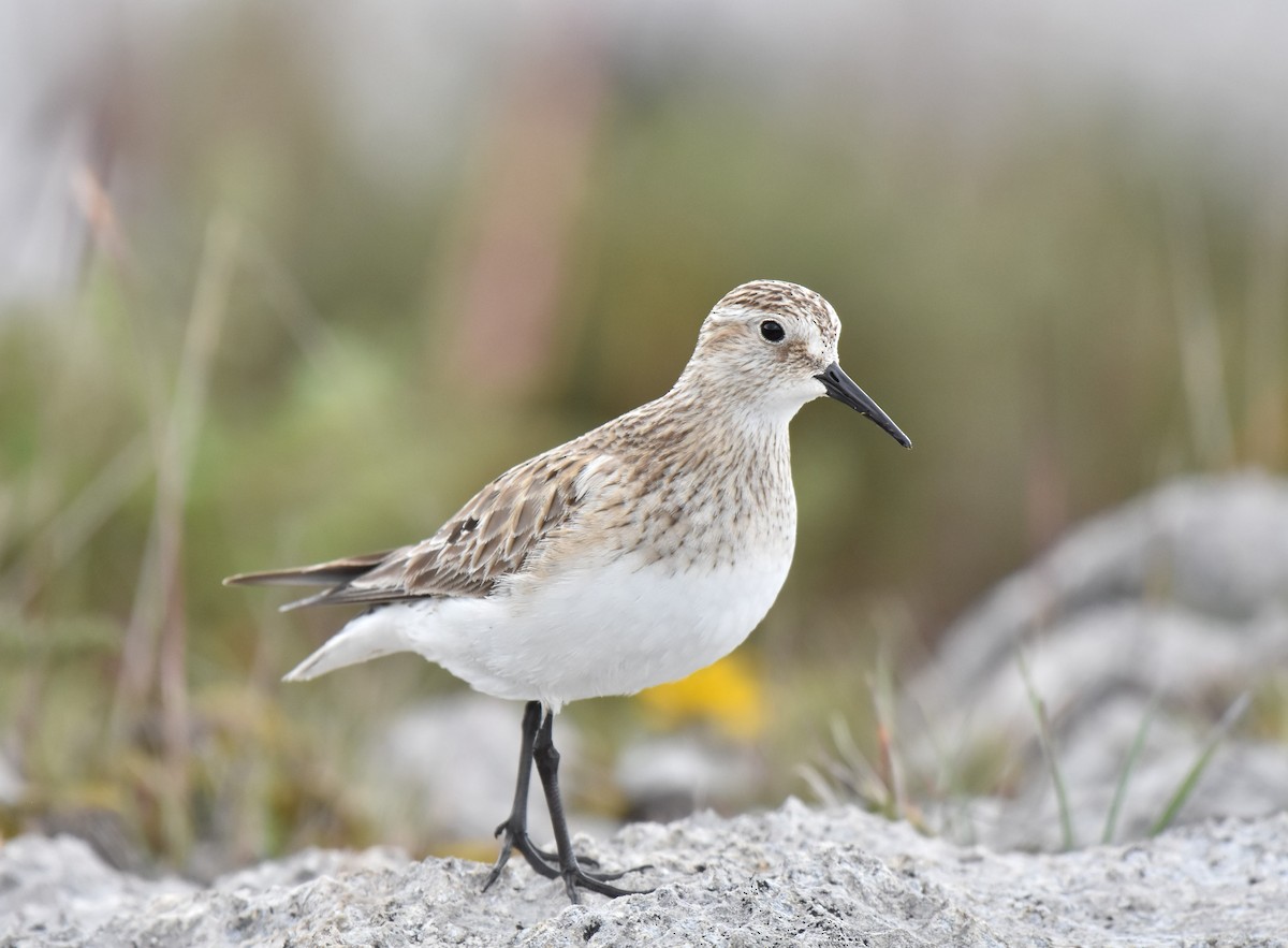 Baird's Sandpiper - ML486354881