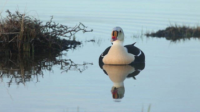 Eider à tête grise - ML486355