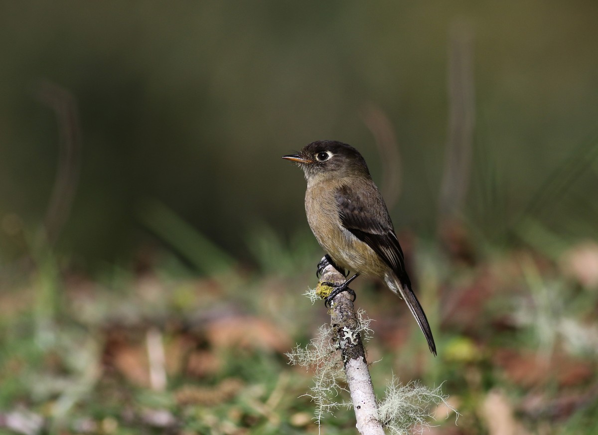 Black-capped Flycatcher - Jay McGowan