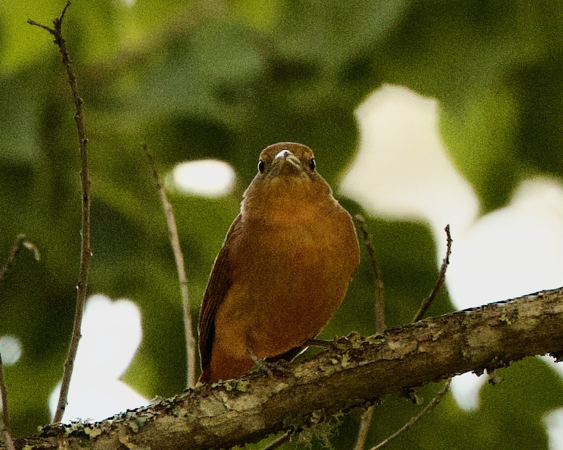 Piranga gorria - ML486355461