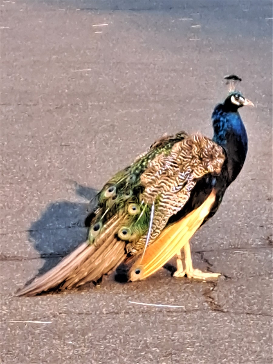 Indian Peafowl (Domestic type) - Janet Lamberson