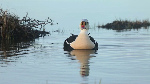 Eider à tête grise - ML486356