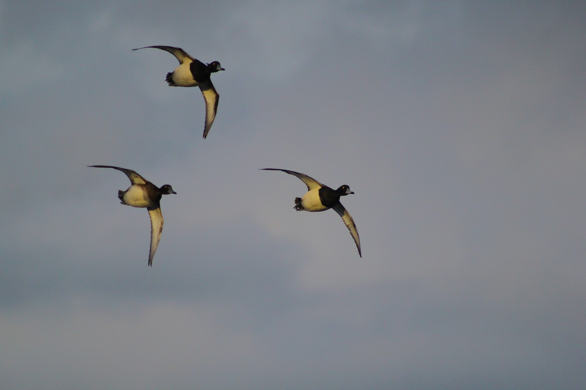 Tufted Duck - ML48635621