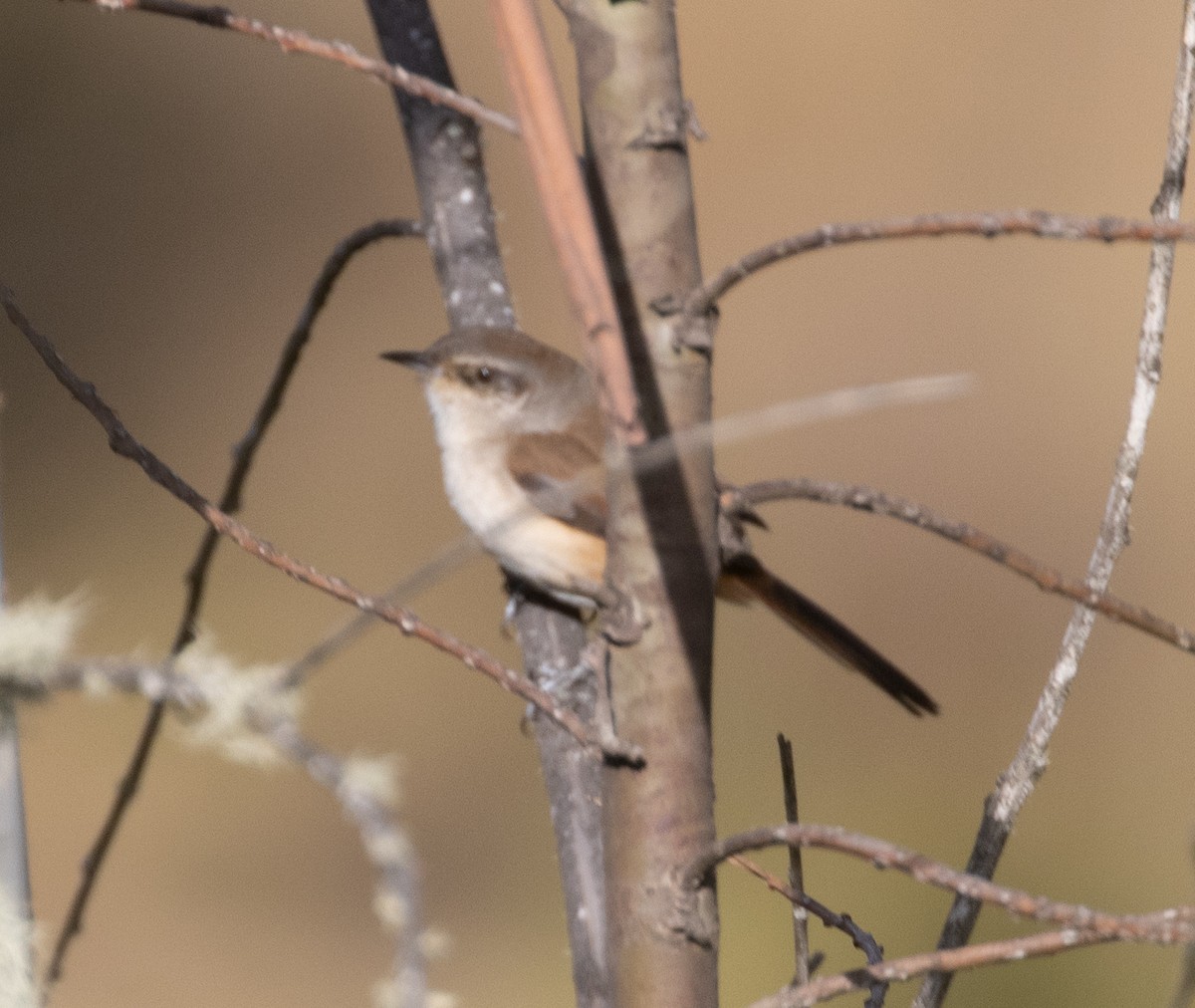 ボリビアキタカマドドリ - ML486356951