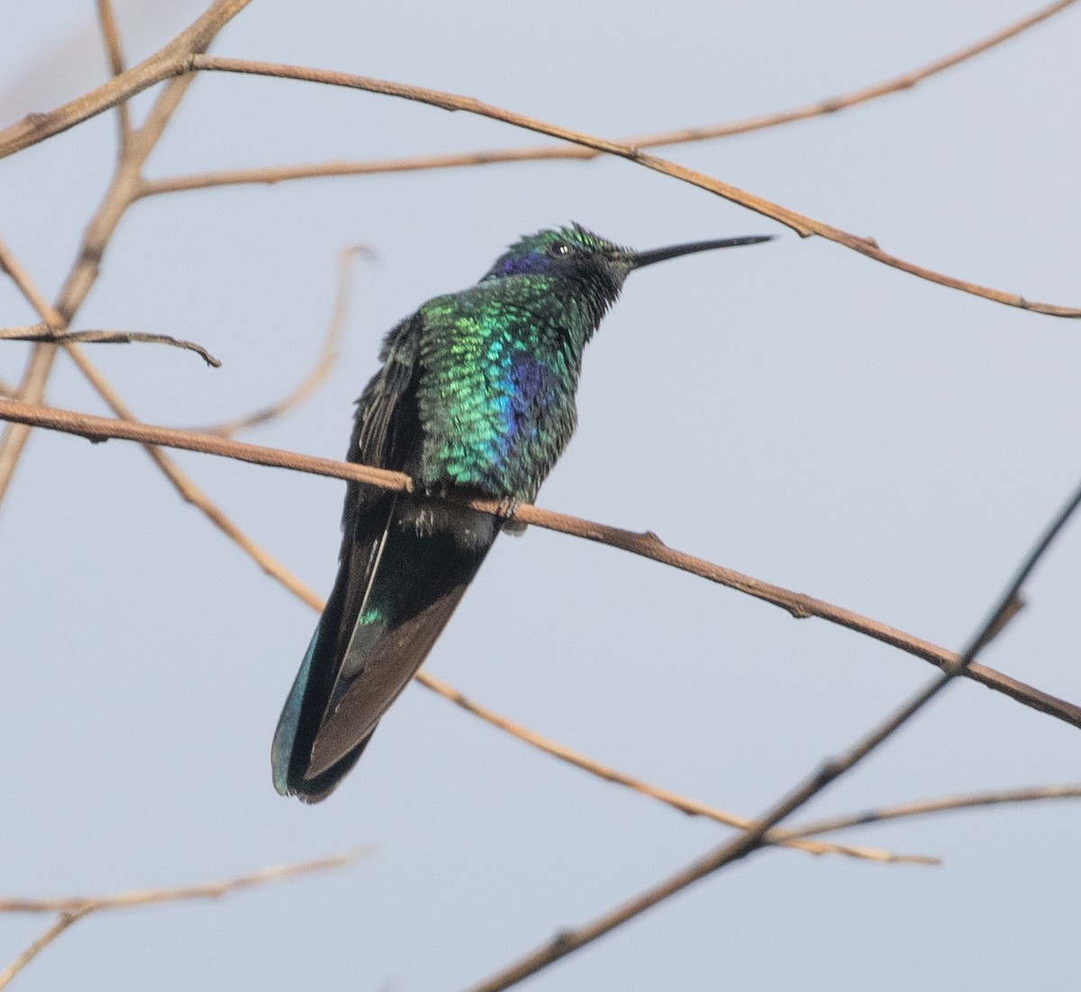 Sparkling Violetear - Lindy Fung