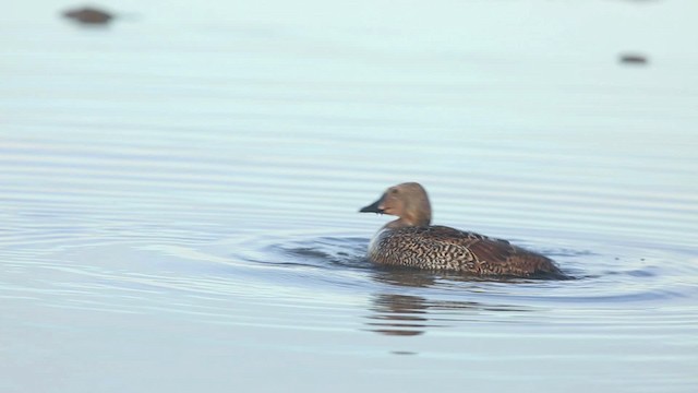 Eider à tête grise - ML486357