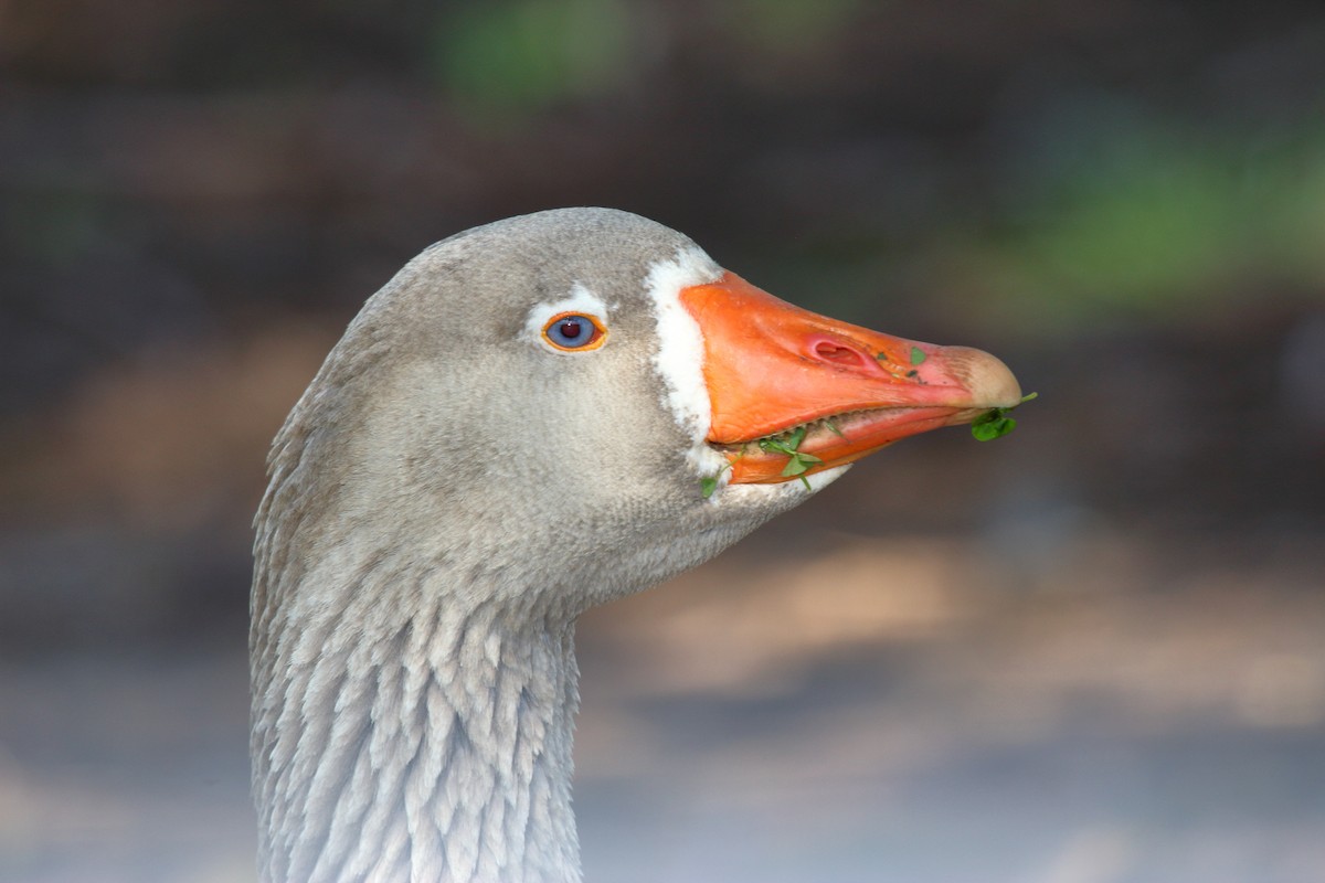 Graylag Goose (Domestic type) - ML486357311