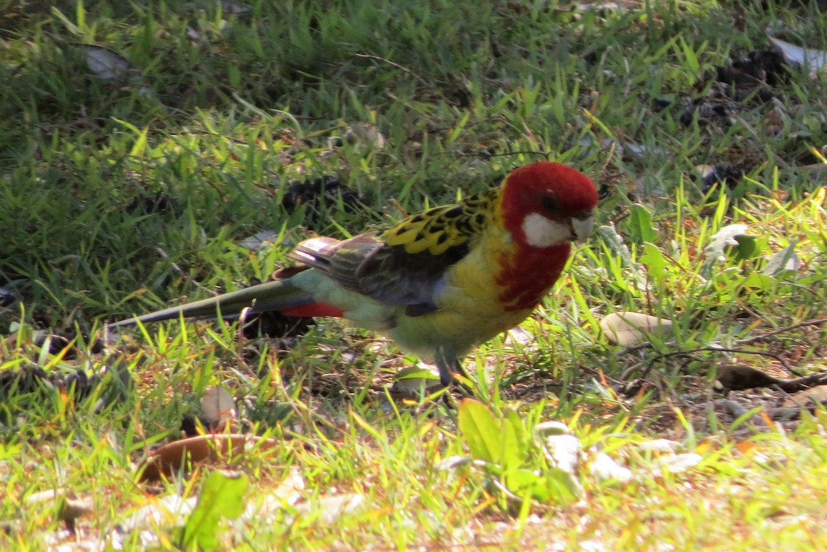 Eastern Rosella - ML486357431