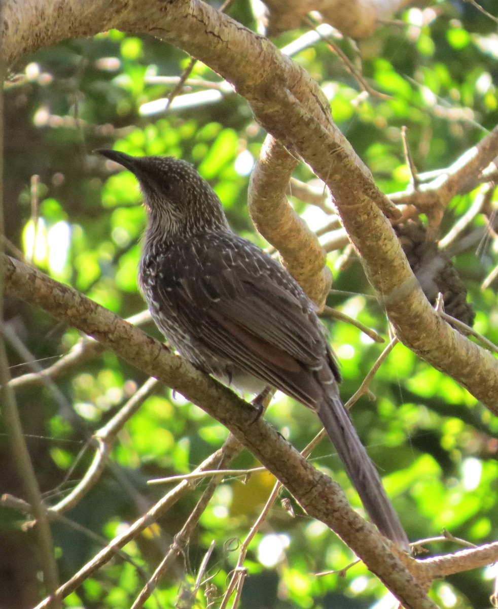 Little Wattlebird - Kathy Wilk