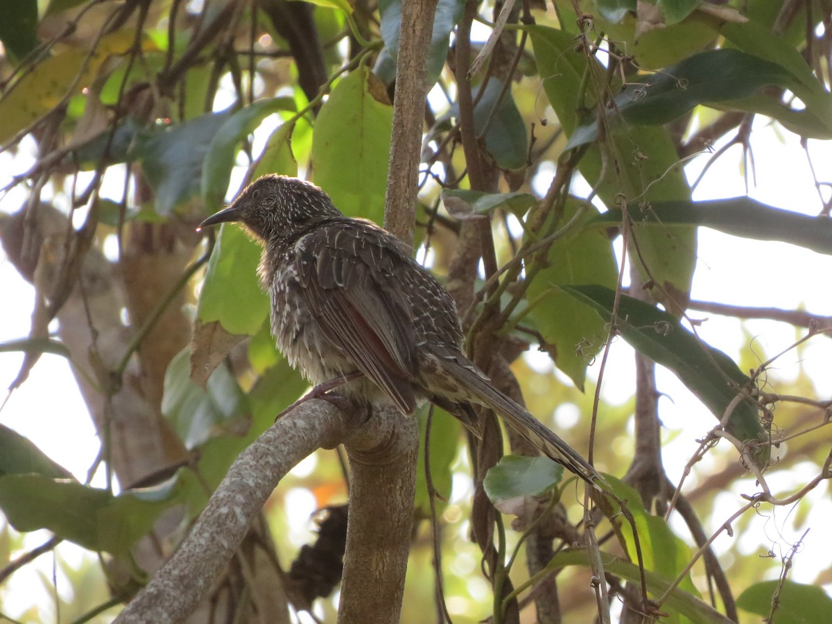 Little Wattlebird - Kathy Wilk