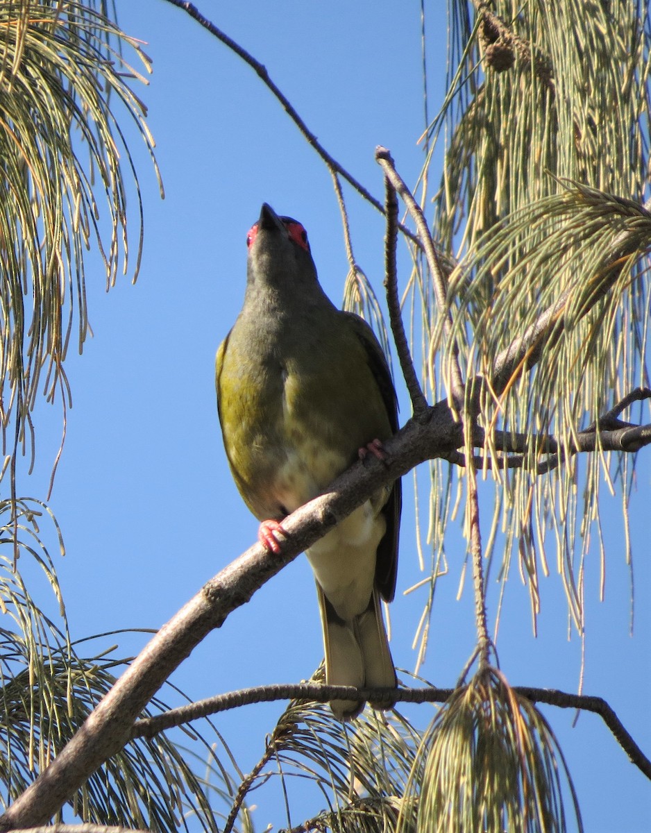 Australasian Figbird - ML486357811