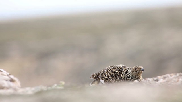 ptarmigan sp. - ML486358