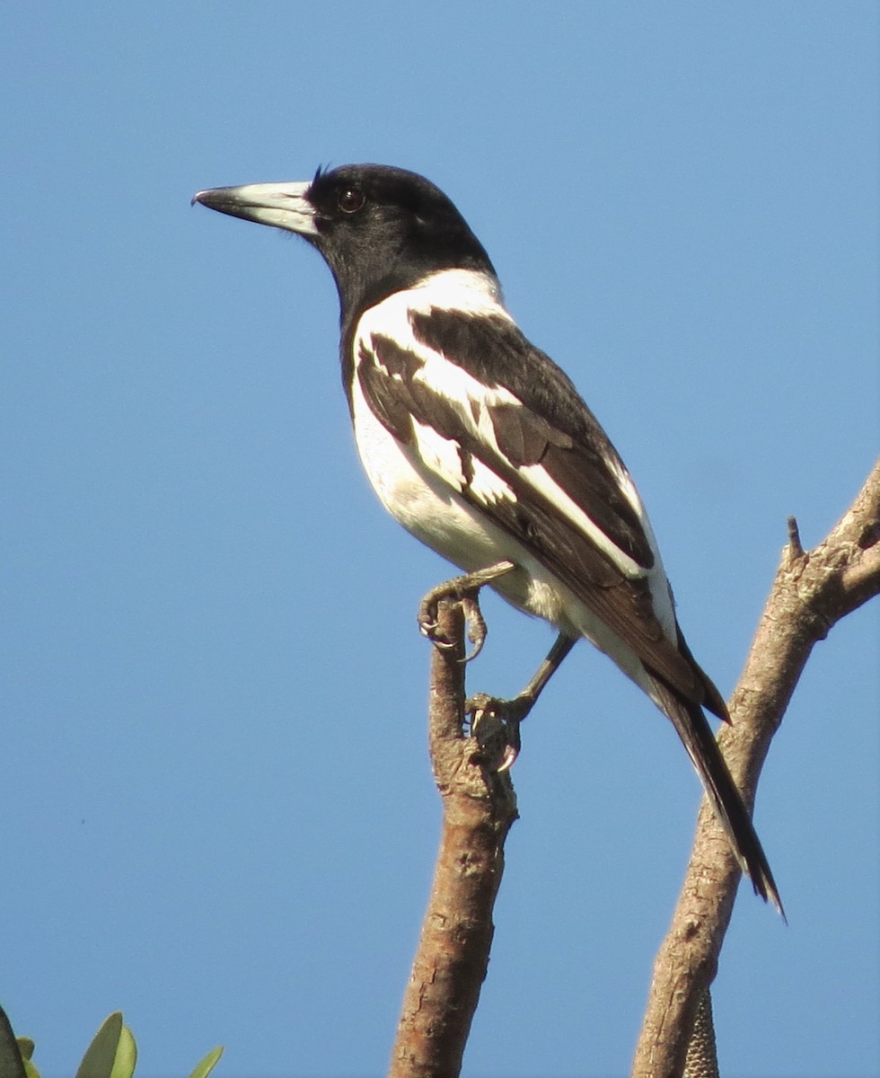 Pied Butcherbird - ML486358011