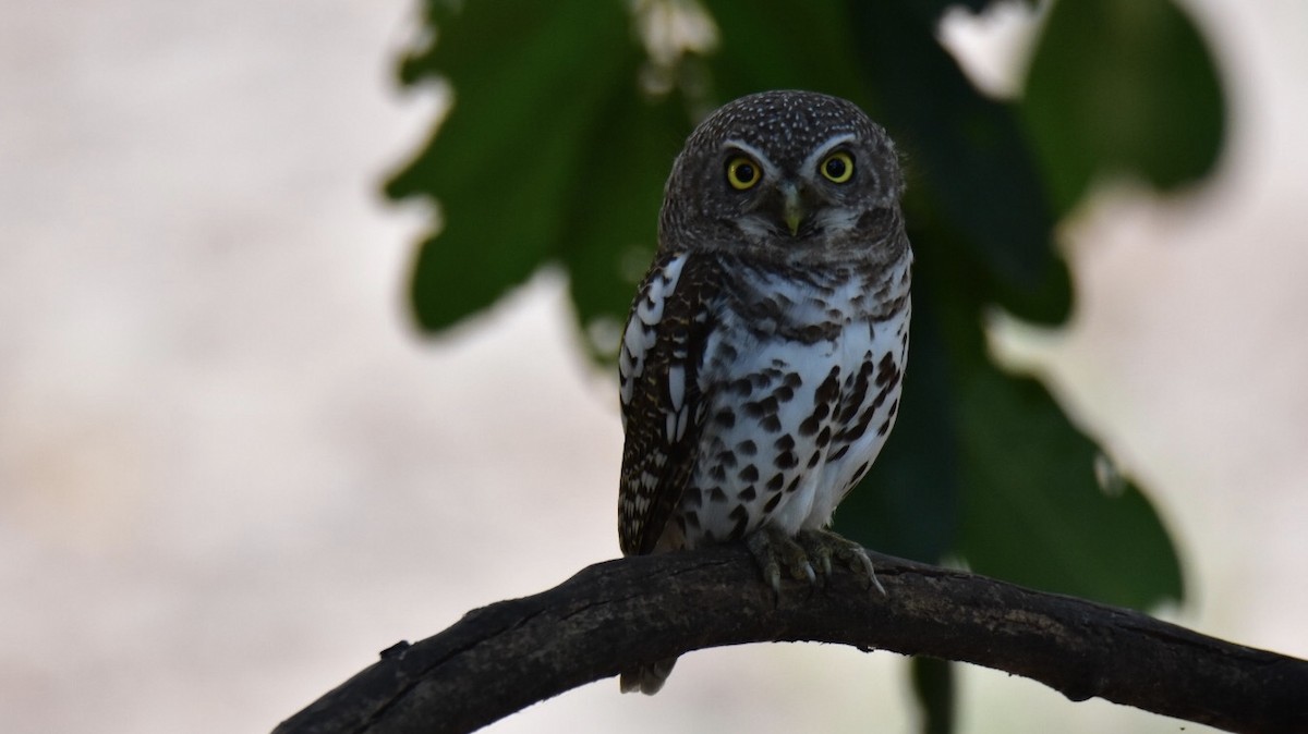 African Barred Owlet - ML486358791
