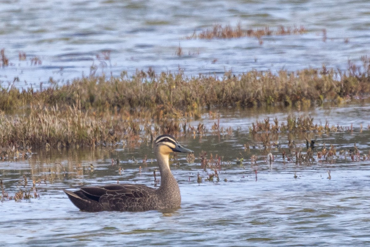 Canard à sourcils - ML486358821