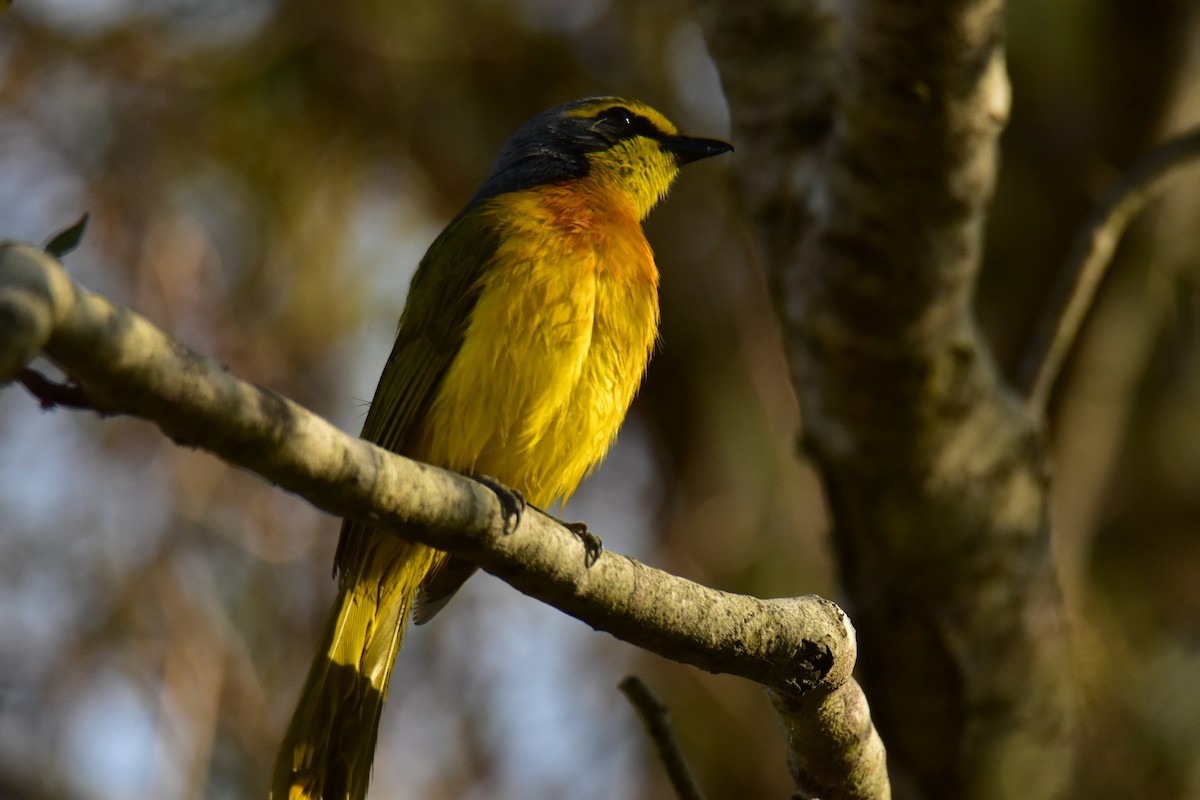 Sulphur-breasted Bushshrike - ML486358901