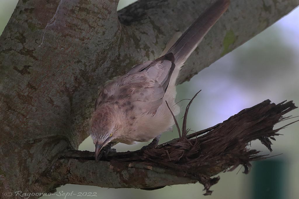 Large Gray Babbler - Ragoo  Rao