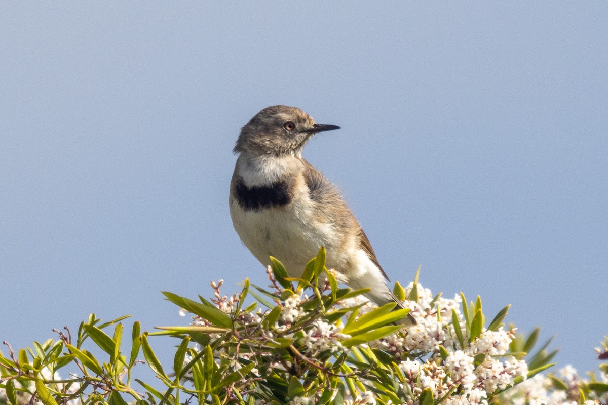 White-fronted Chat - Richard and Margaret Alcorn