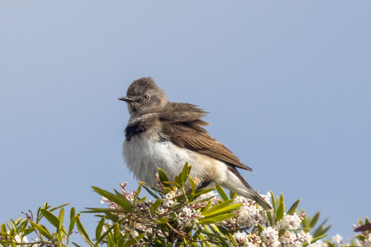 White-fronted Chat - Richard and Margaret Alcorn