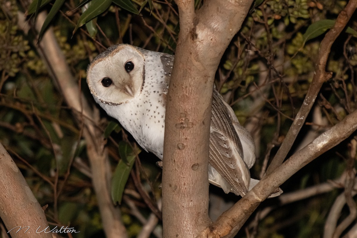 Barn Owl - ML486359981