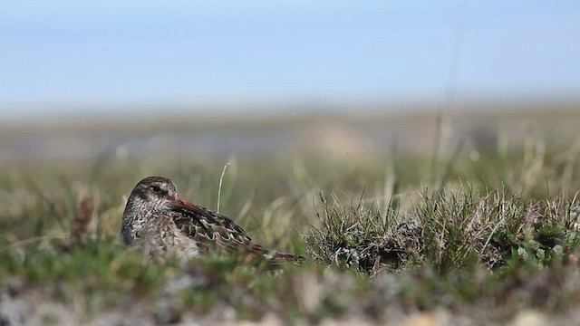 Purple Sandpiper - ML486360