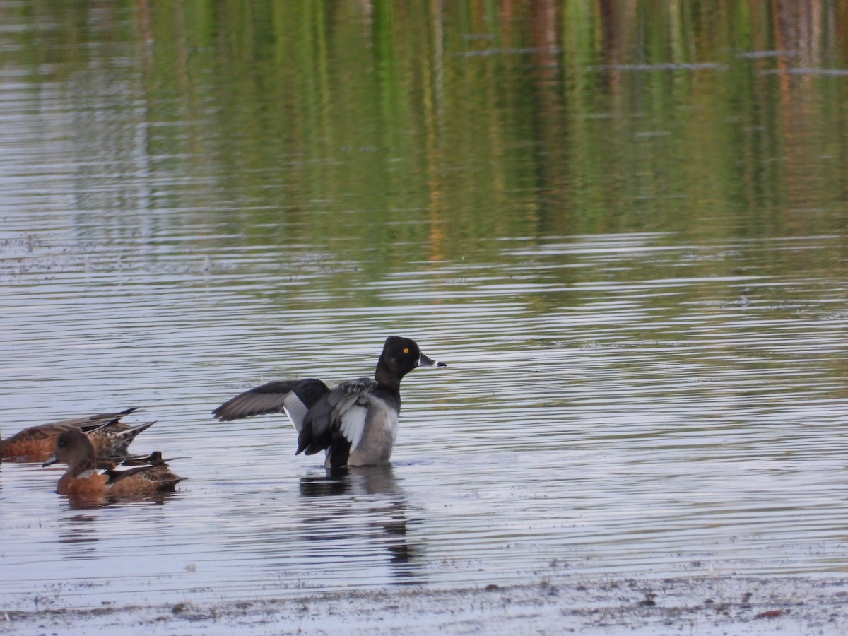 Ring-necked Duck - Josip Turkalj