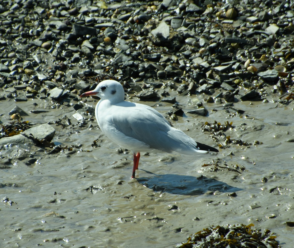 Black-headed Gull - ML486360181