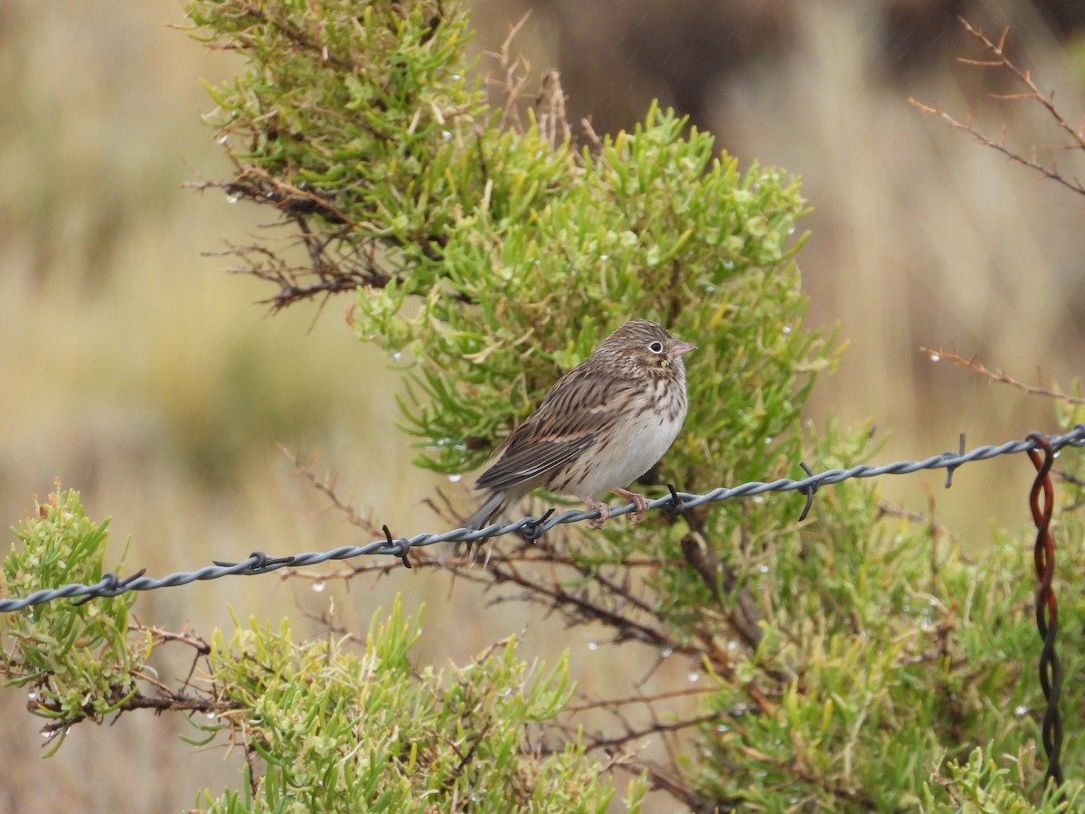 Vesper Sparrow - ML486360671