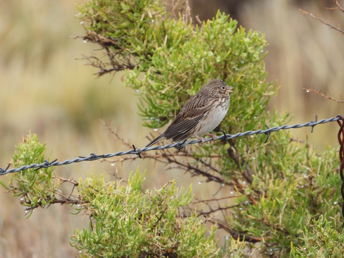 Vesper Sparrow - ML486360681