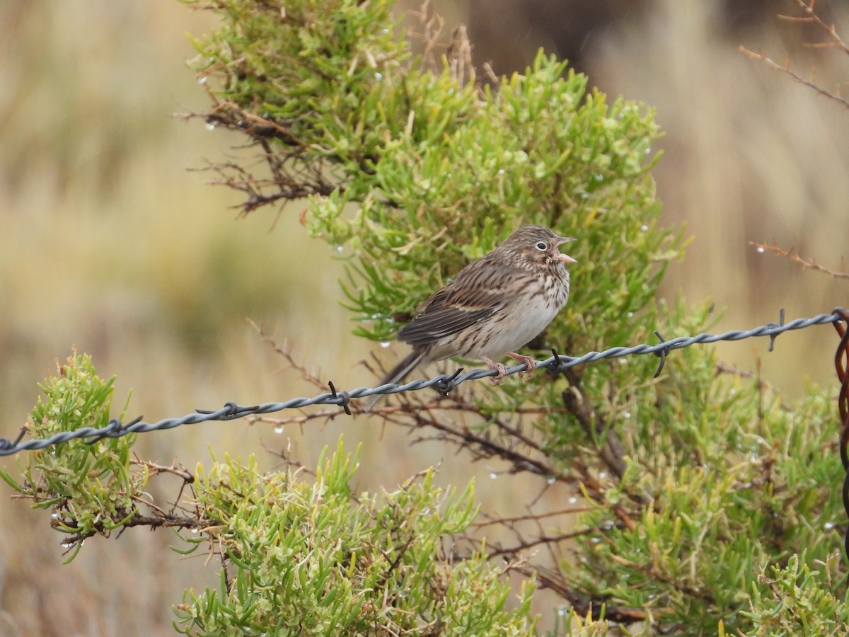 Vesper Sparrow - ML486360691