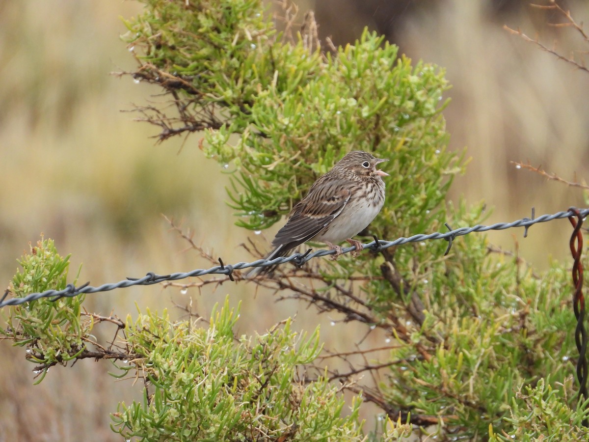 Vesper Sparrow - ML486360701