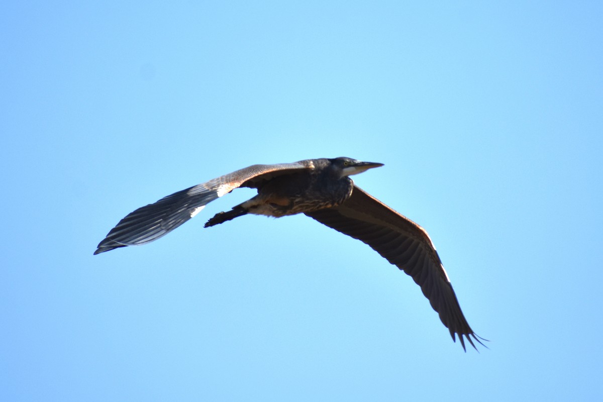 Green Heron - ML486360991