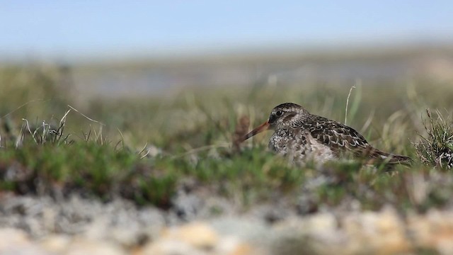 Purple Sandpiper - ML486361