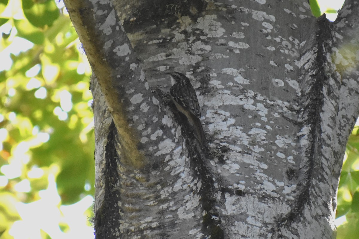 Brown Creeper - Rebecca Stephens