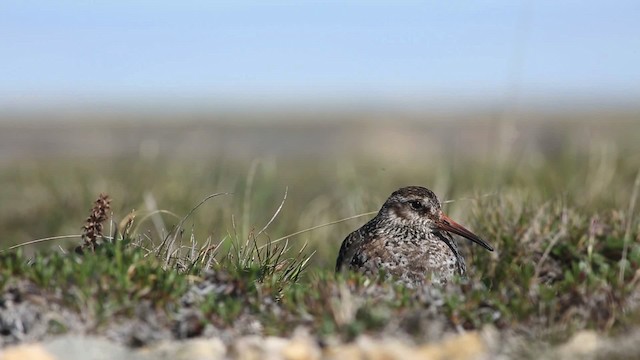 Purple Sandpiper - ML486362