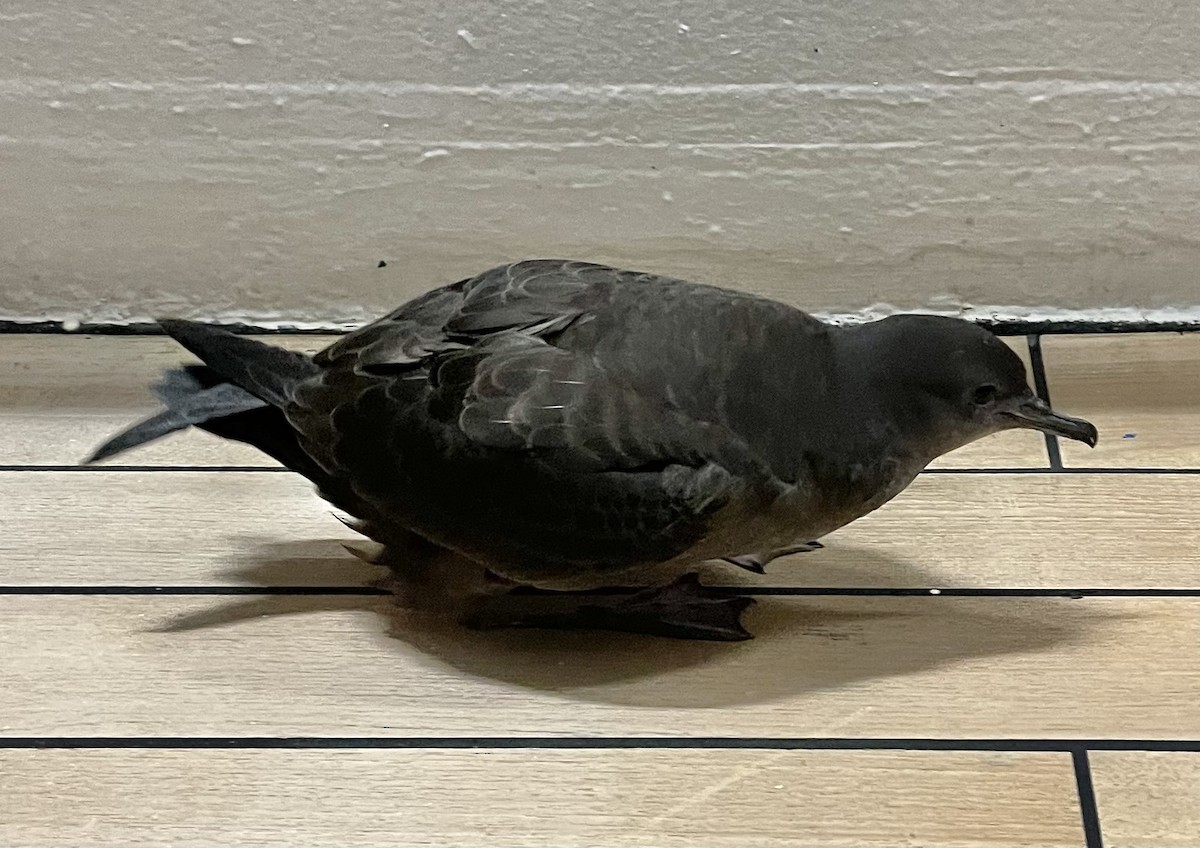 Sooty Shearwater - Noam Markus