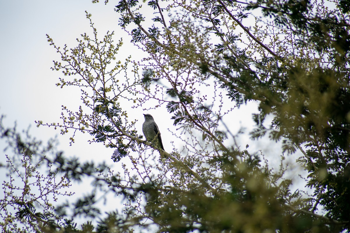 Black-headed Cuckooshrike - ML486362351