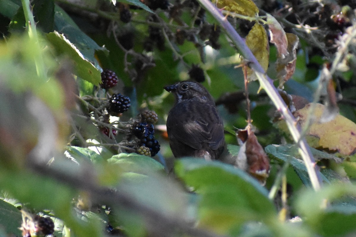 new world sparrow sp. - Rebecca Stephens