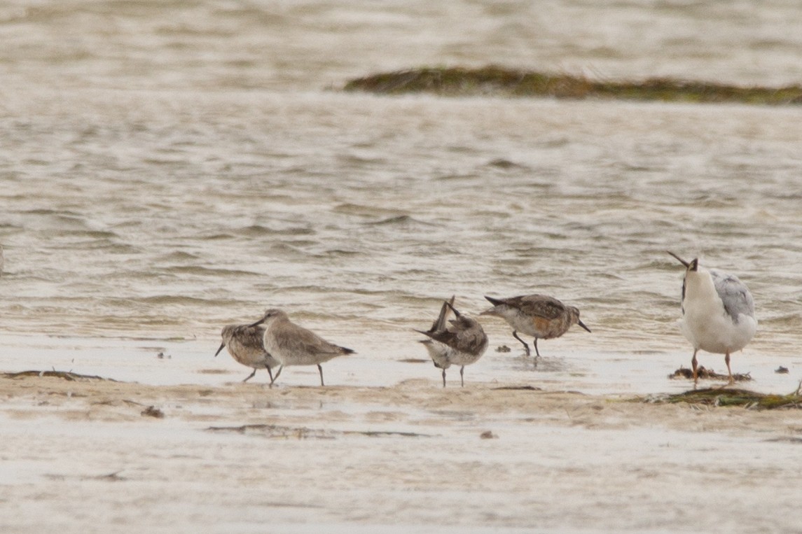 Red Knot - ML486363681