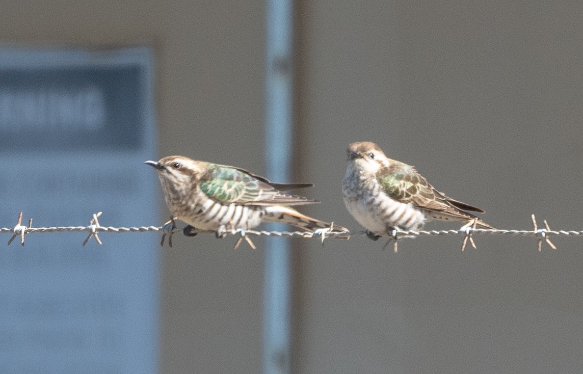 Horsfield's Bronze-Cuckoo - ML486364601